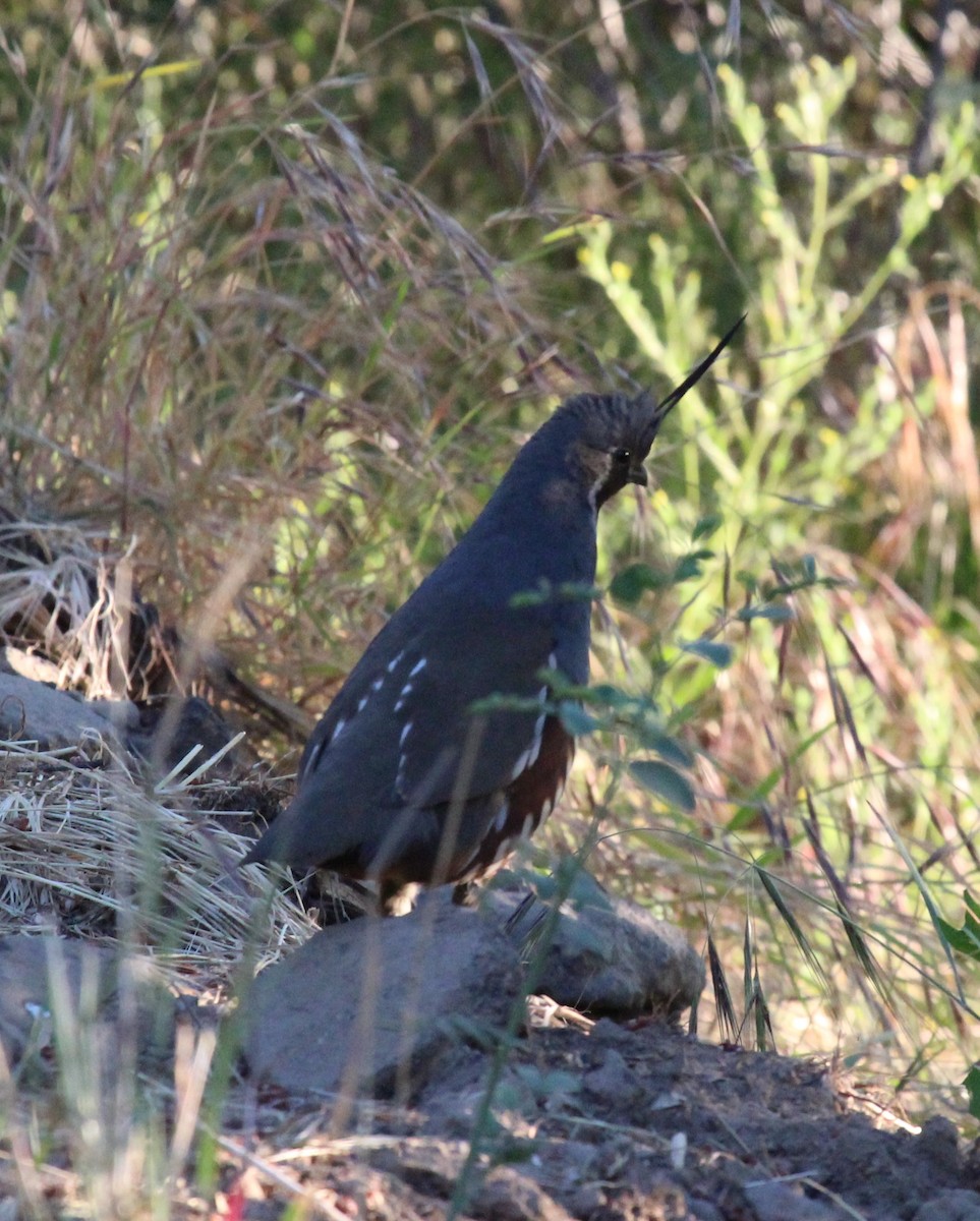 Mountain Quail - ML638453383