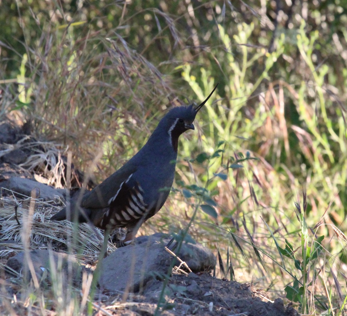 Mountain Quail - ML638453384