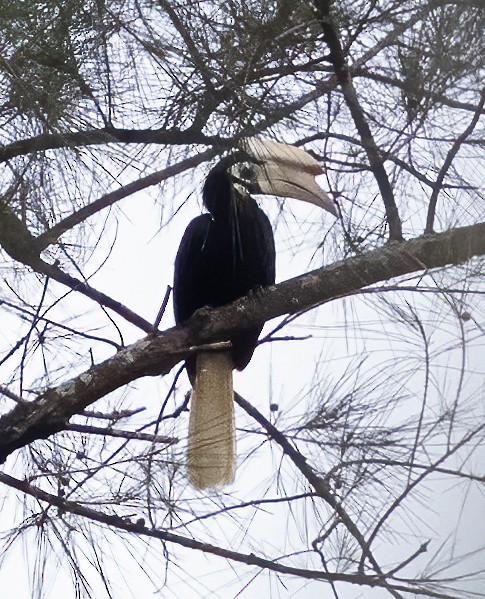 Palawan Hornbill - ML638453393