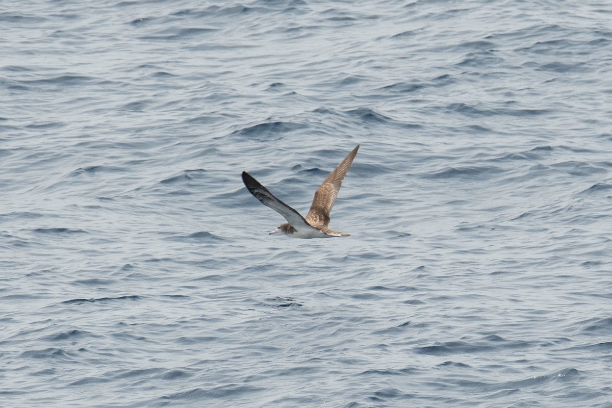 Streaked Shearwater - ML638453440