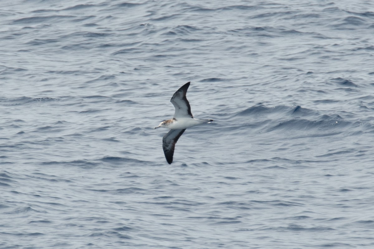 Streaked Shearwater - ML638453441