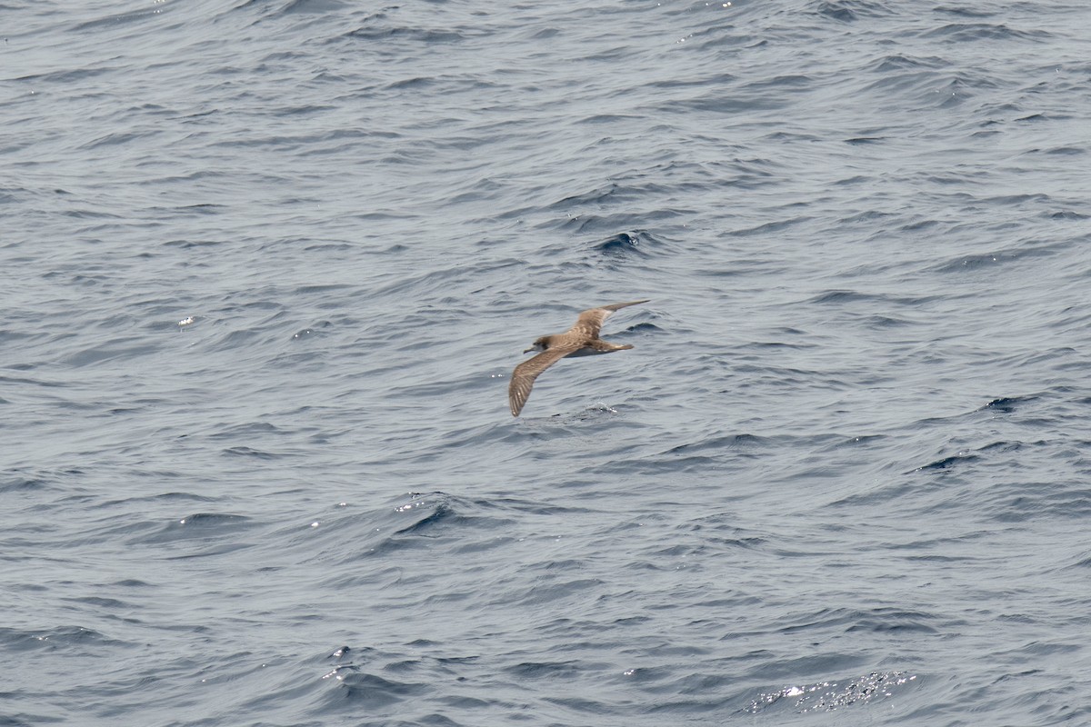 Streaked Shearwater - ML638453442