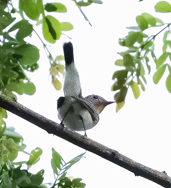 Taiga Flycatcher - ML638453445