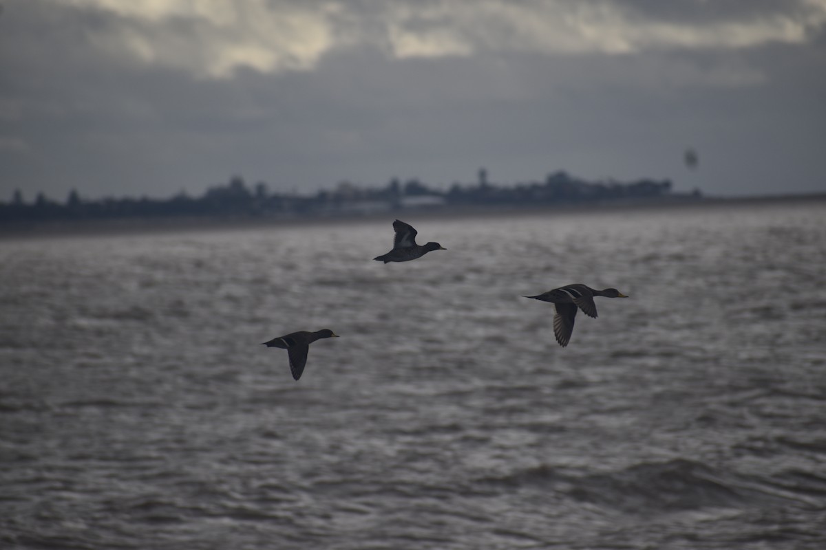 Yellow-billed Pintail - ML638453450
