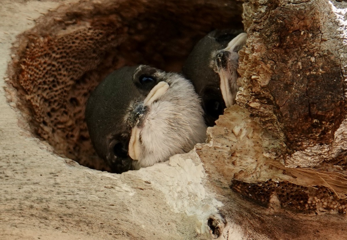 Violet-green Swallow - ML638453466