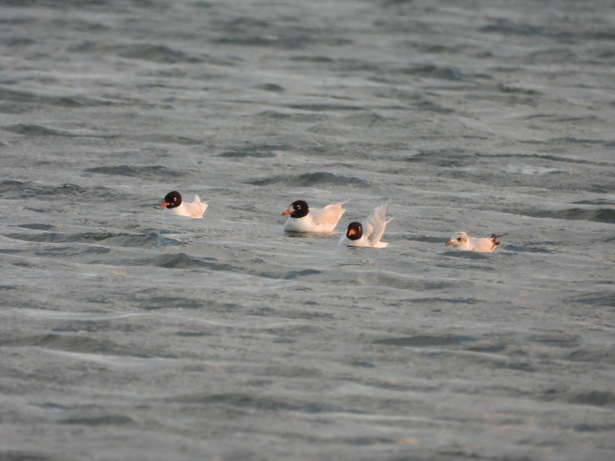 Mediterranean Gull - ML638453480