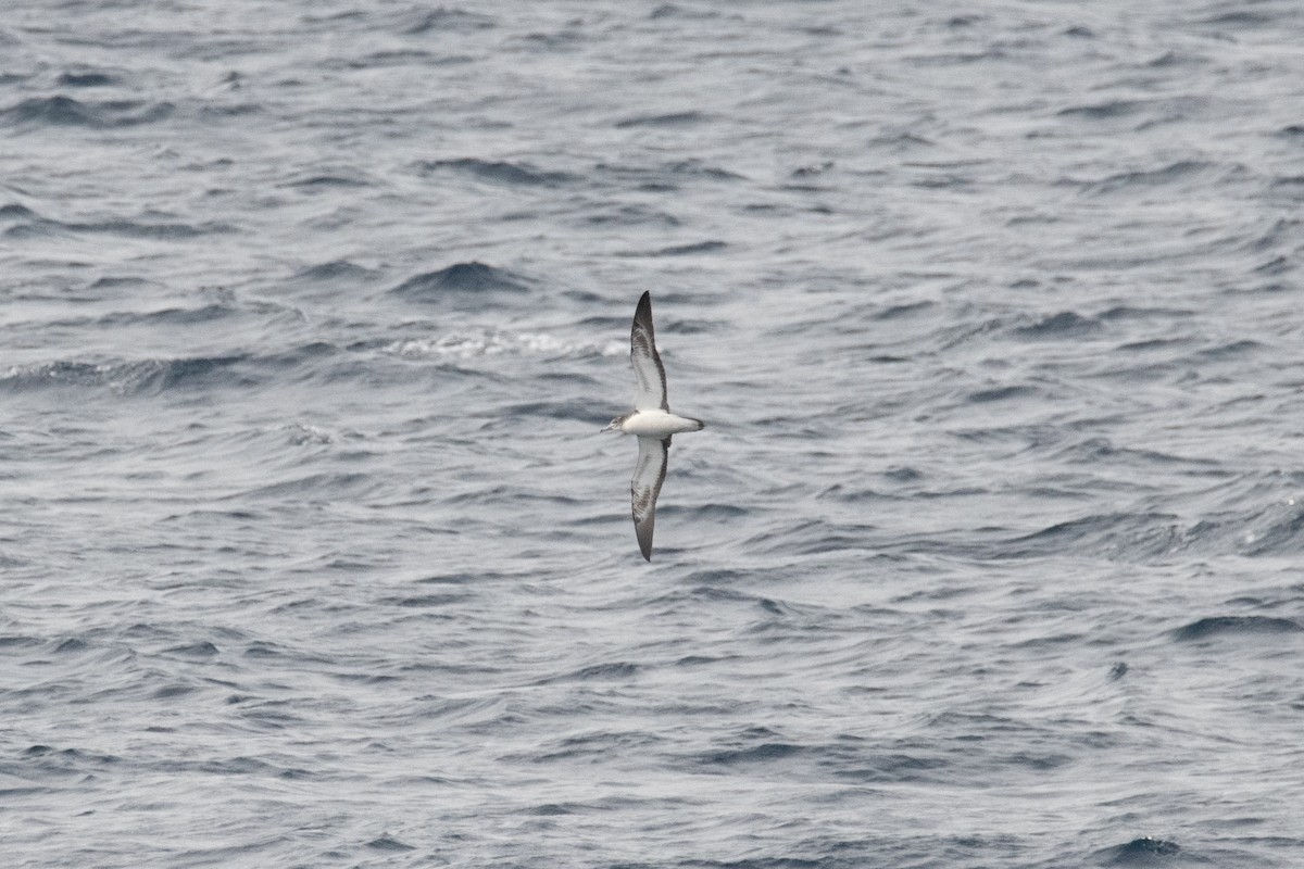 Streaked Shearwater - ML638453519