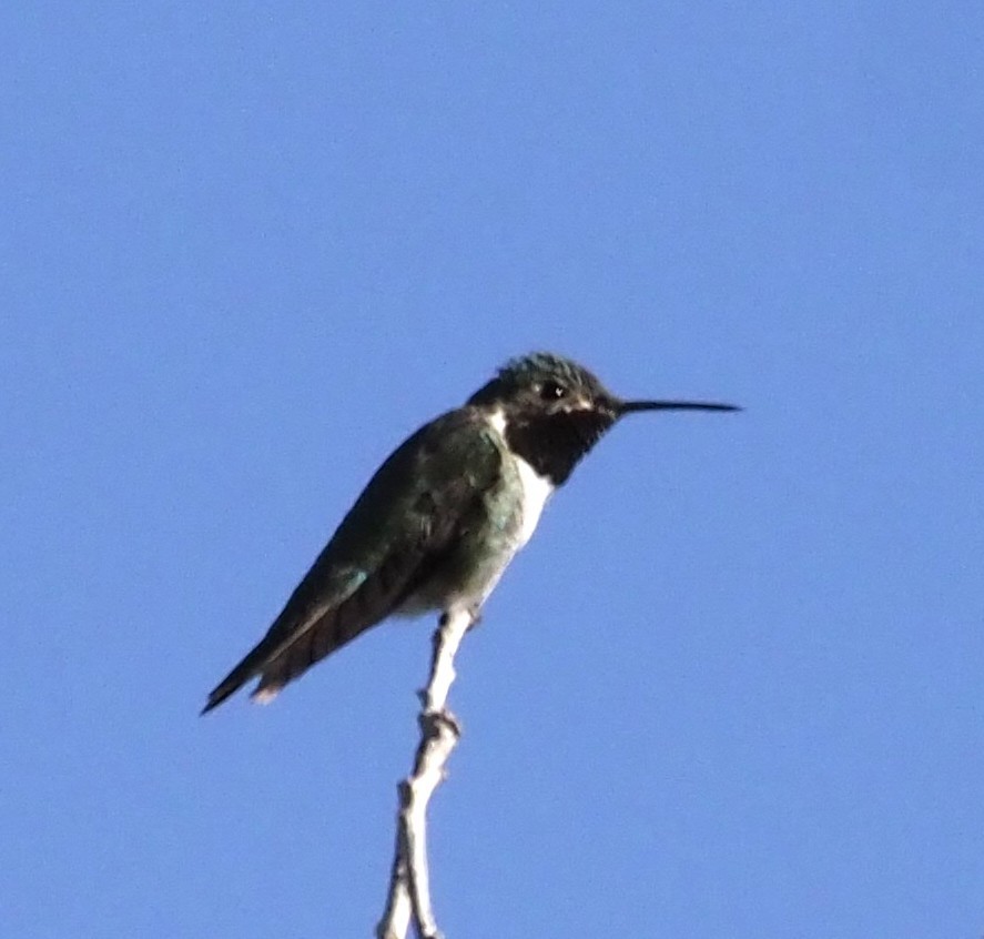 Broad-tailed Hummingbird - ML638453529