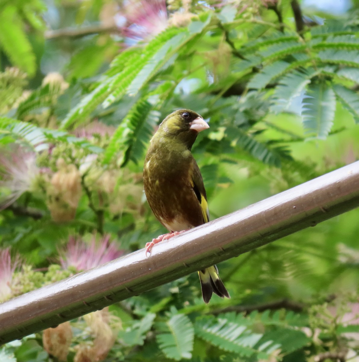Oriental Greenfinch (Oriental) - ML638453530