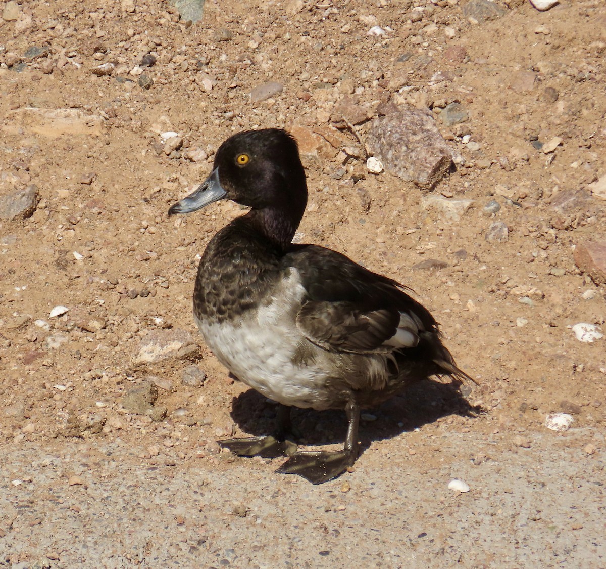 Ring-necked Duck - ML638453536