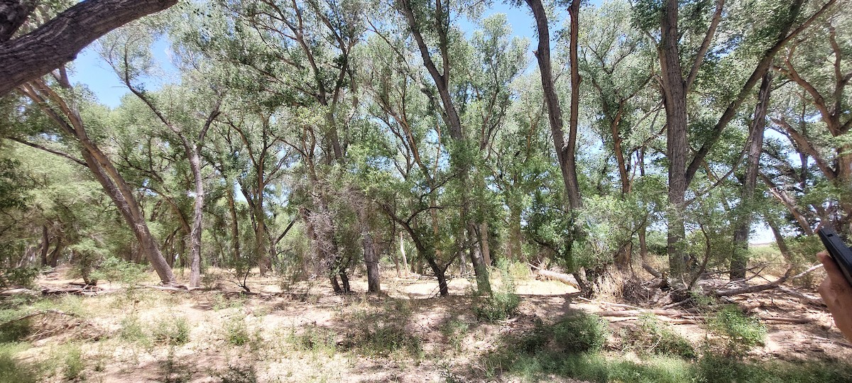 null - ML638453542