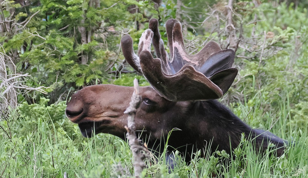 Shiras Moose - ML638453559