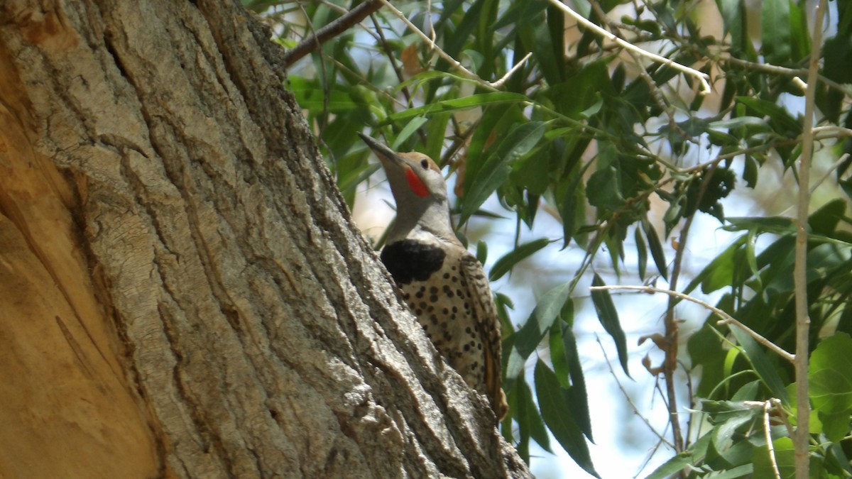Northern Flicker - ML638453575