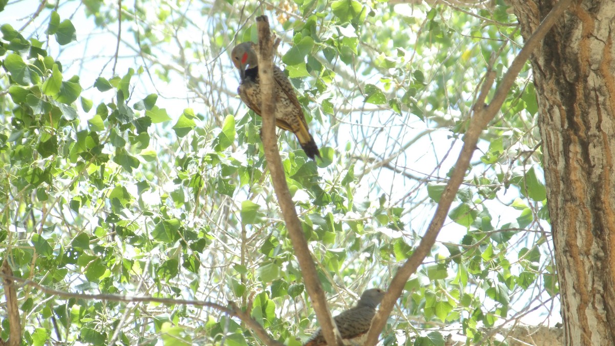 Northern Flicker - ML638453576