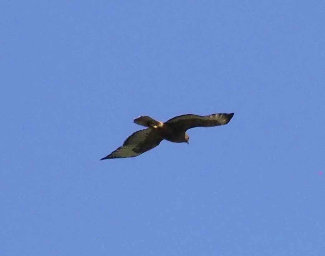 Swainson's Hawk - ML638453578