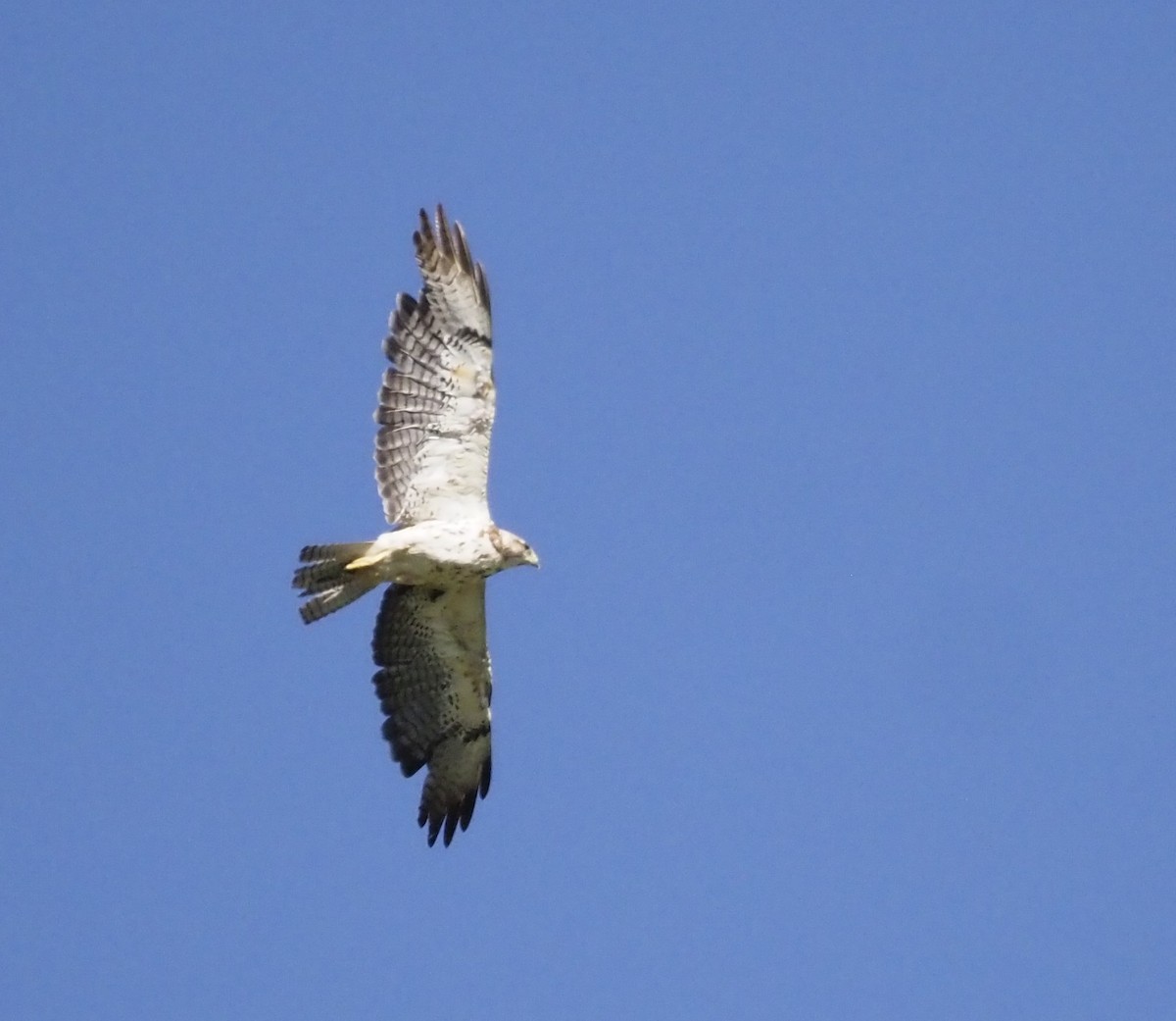 Swainson's Hawk - ML638453587