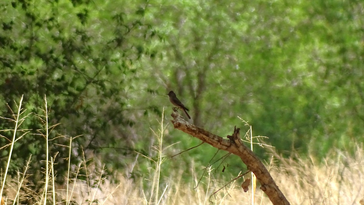 Black Phoebe - ML638453588