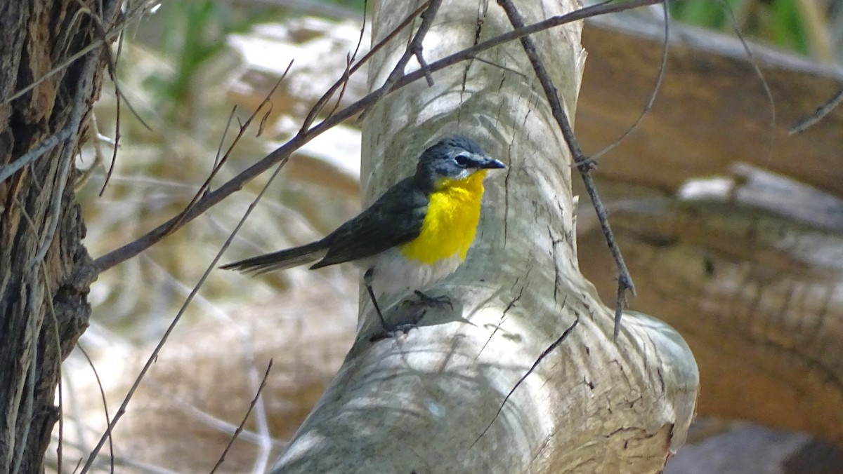 Yellow-breasted Chat - ML638453600