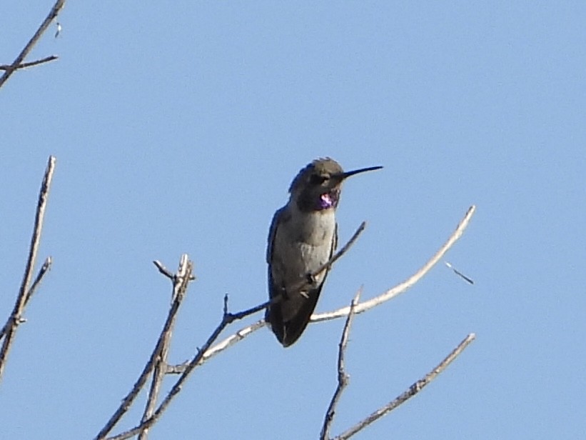 Costa's Hummingbird - ML638453603