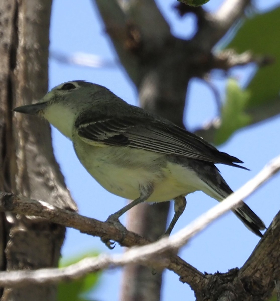 Plumbeous Vireo - ML638453607