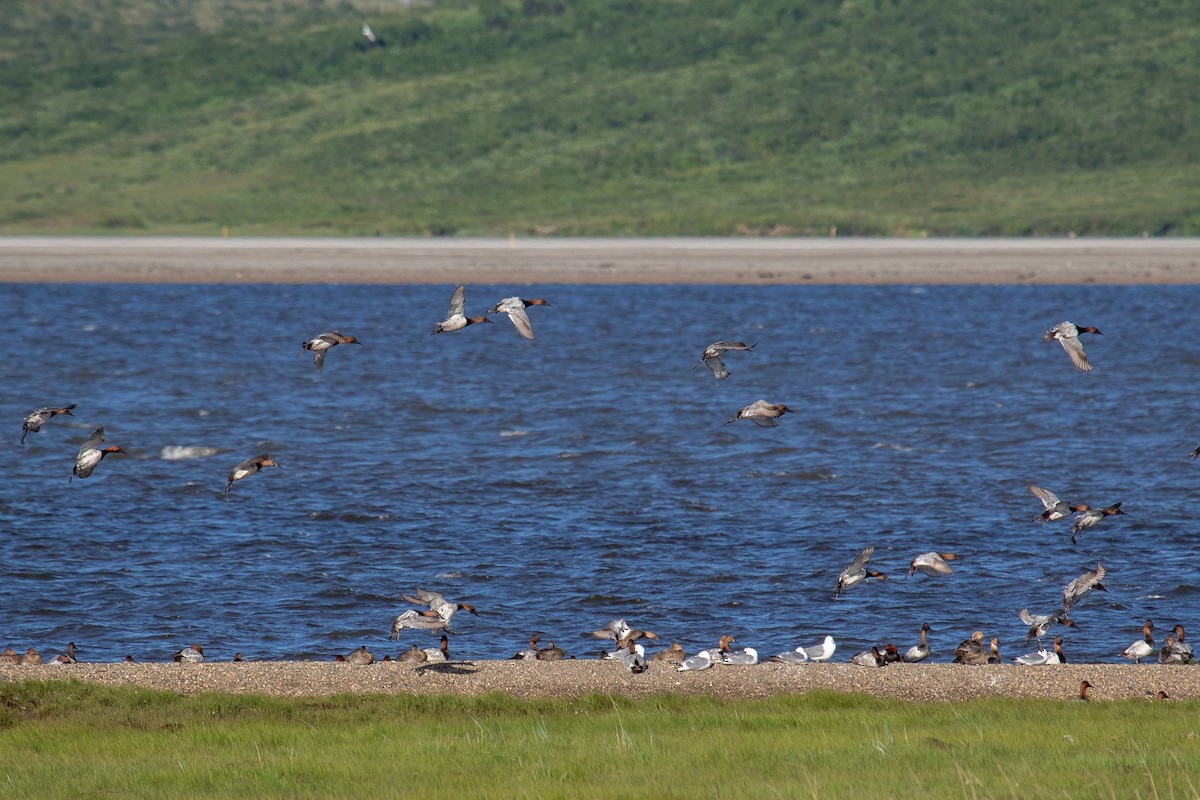 Canvasback - ML638453610
