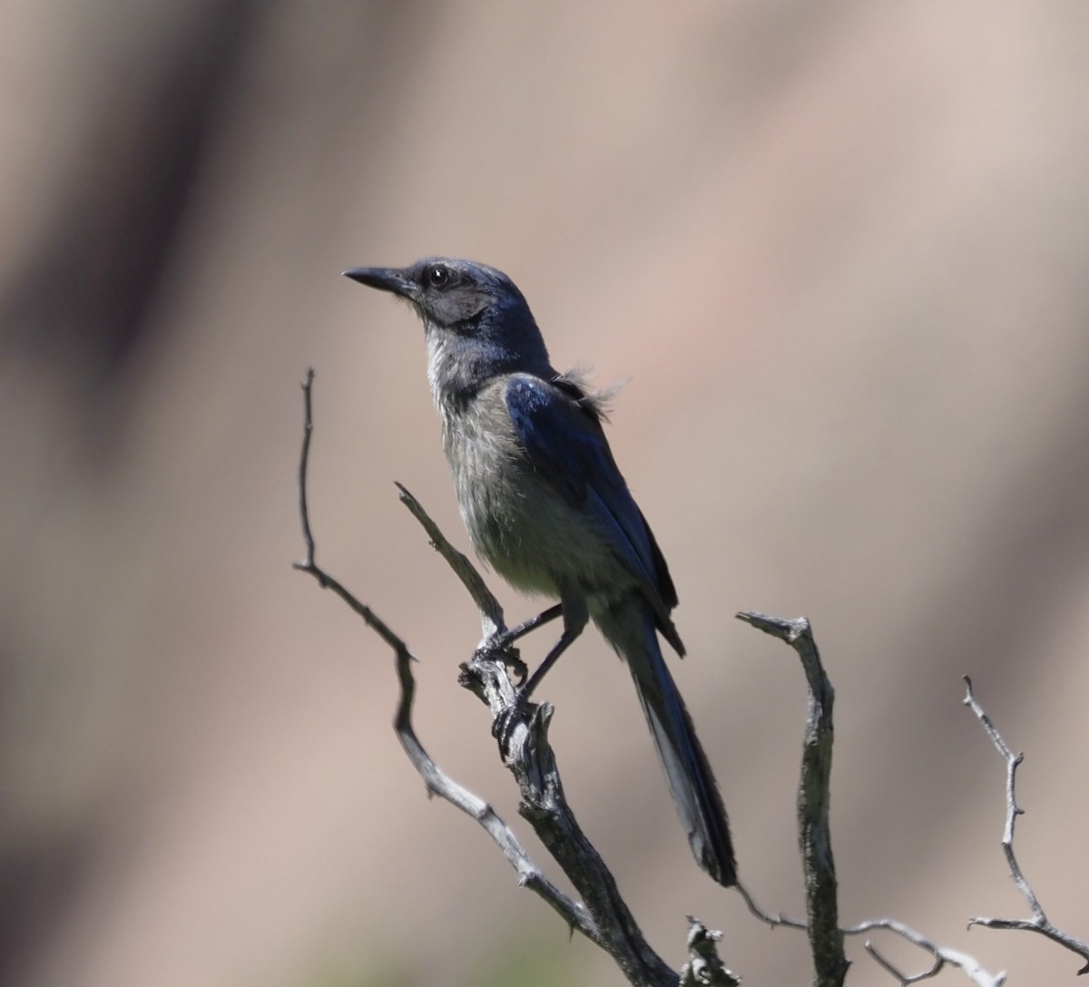 Woodhouse's Scrub-Jay - ML638453627