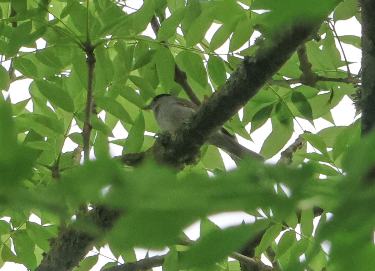 Халимагт зэржгэнэ - ML638453633