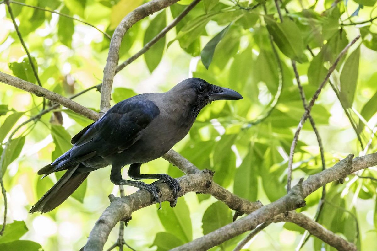 Corbeau familier - ML638453661