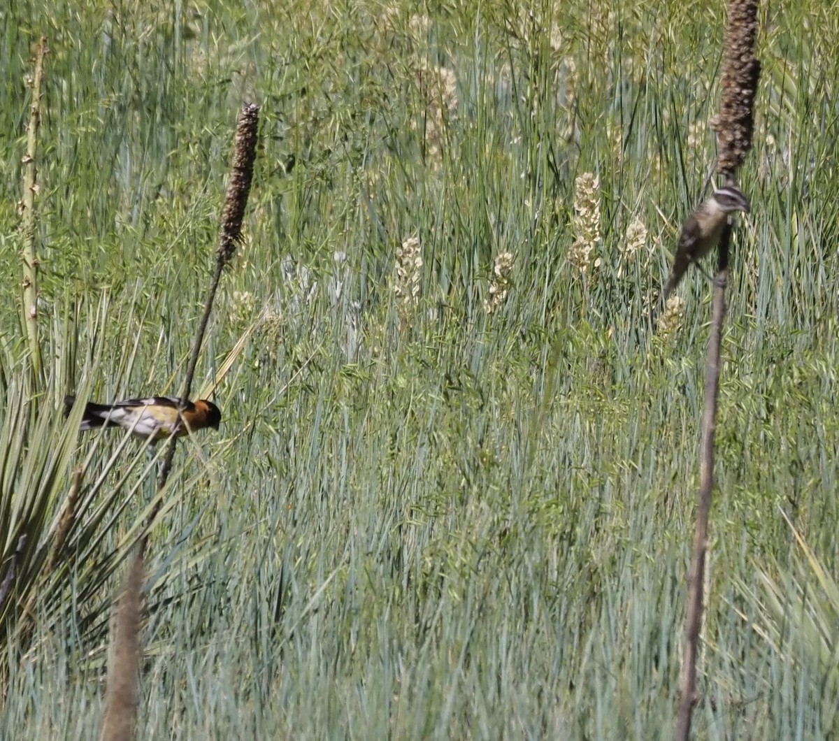 Black-headed Grosbeak - ML638453685