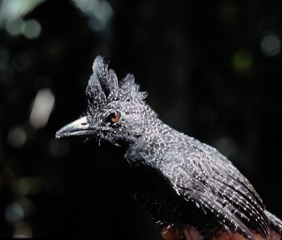Fulvous Antshrike - ML638453695