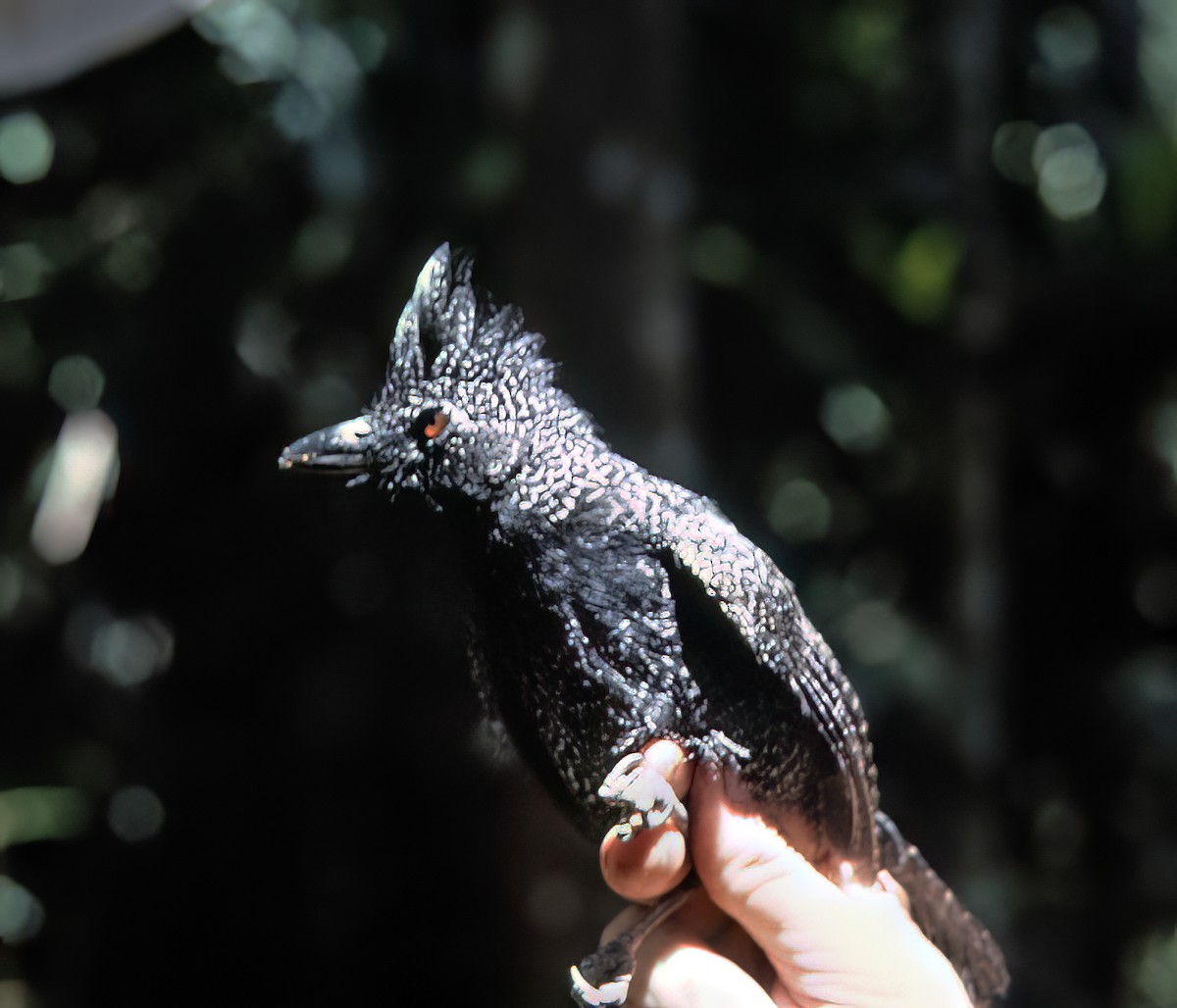 Fulvous Antshrike - ML638453696