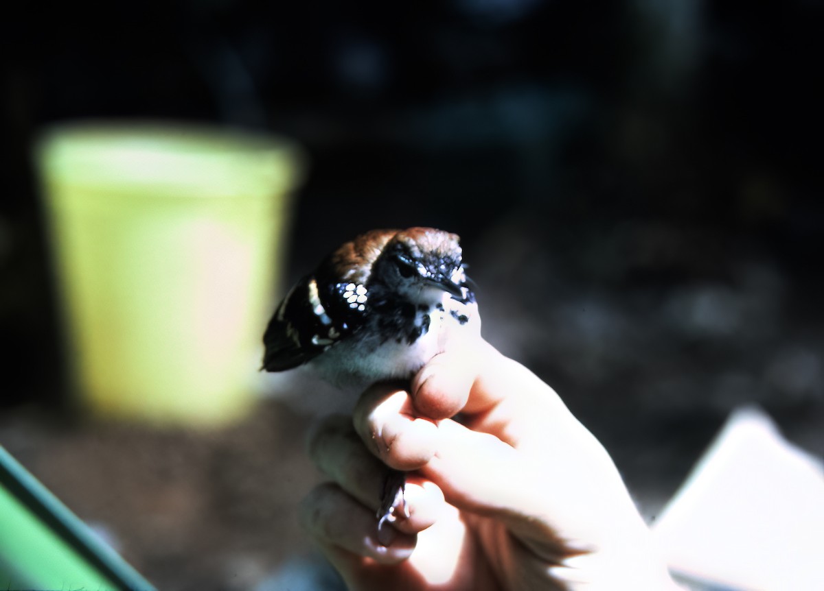 Banded Antbird - ML638453705