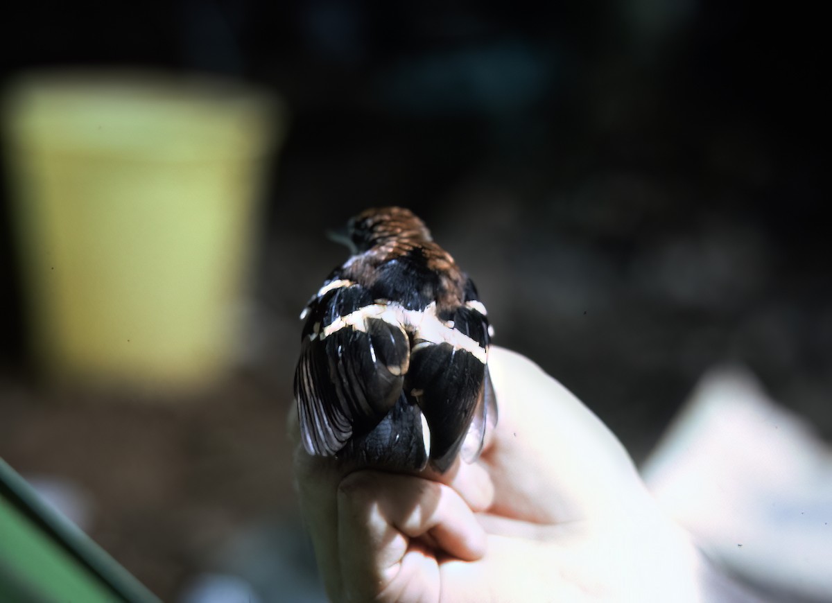 Banded Antbird - ML638453706