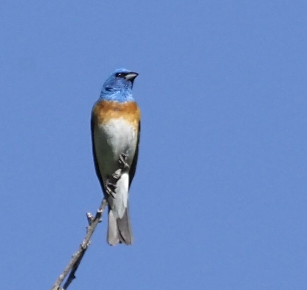 Lazuli Bunting - ML638453726