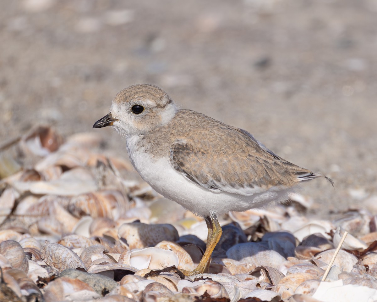 Piping Plover - ML638453744