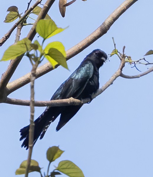 Palawan Drongo (Palawan) - ML638453773