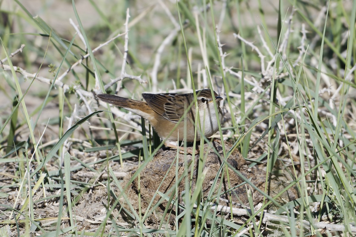 Pallas's Grasshopper Warbler - ML638453800
