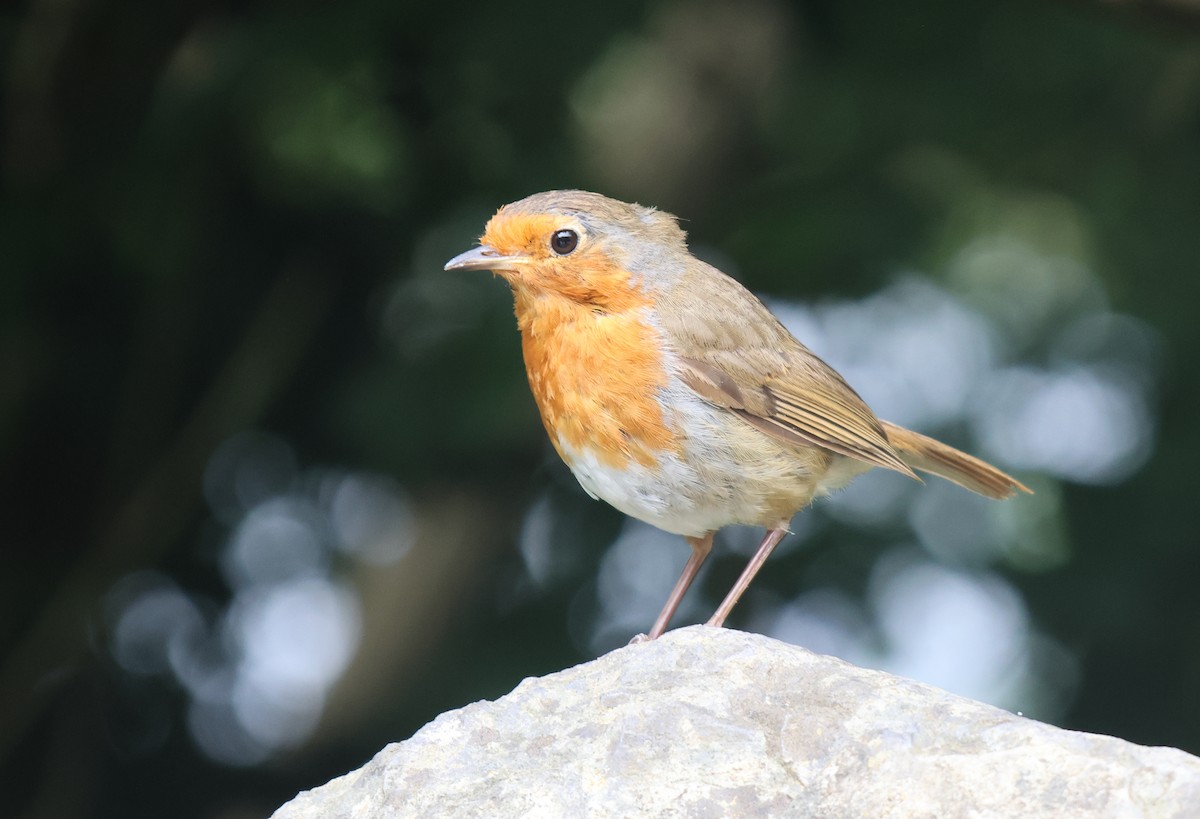 Өрнийн зээрд омруут - ML638453843