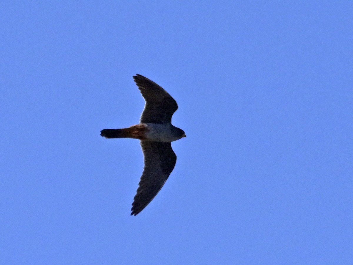 Red-footed Falcon - ML638453915