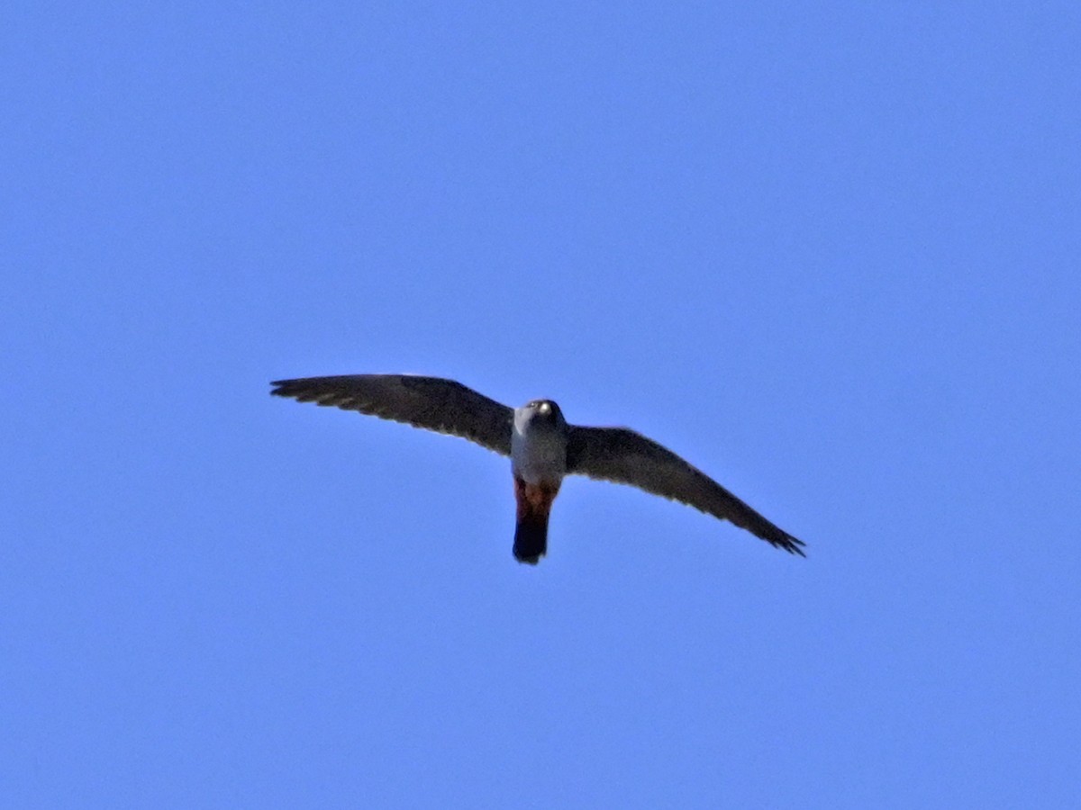 Red-footed Falcon - ML638453916