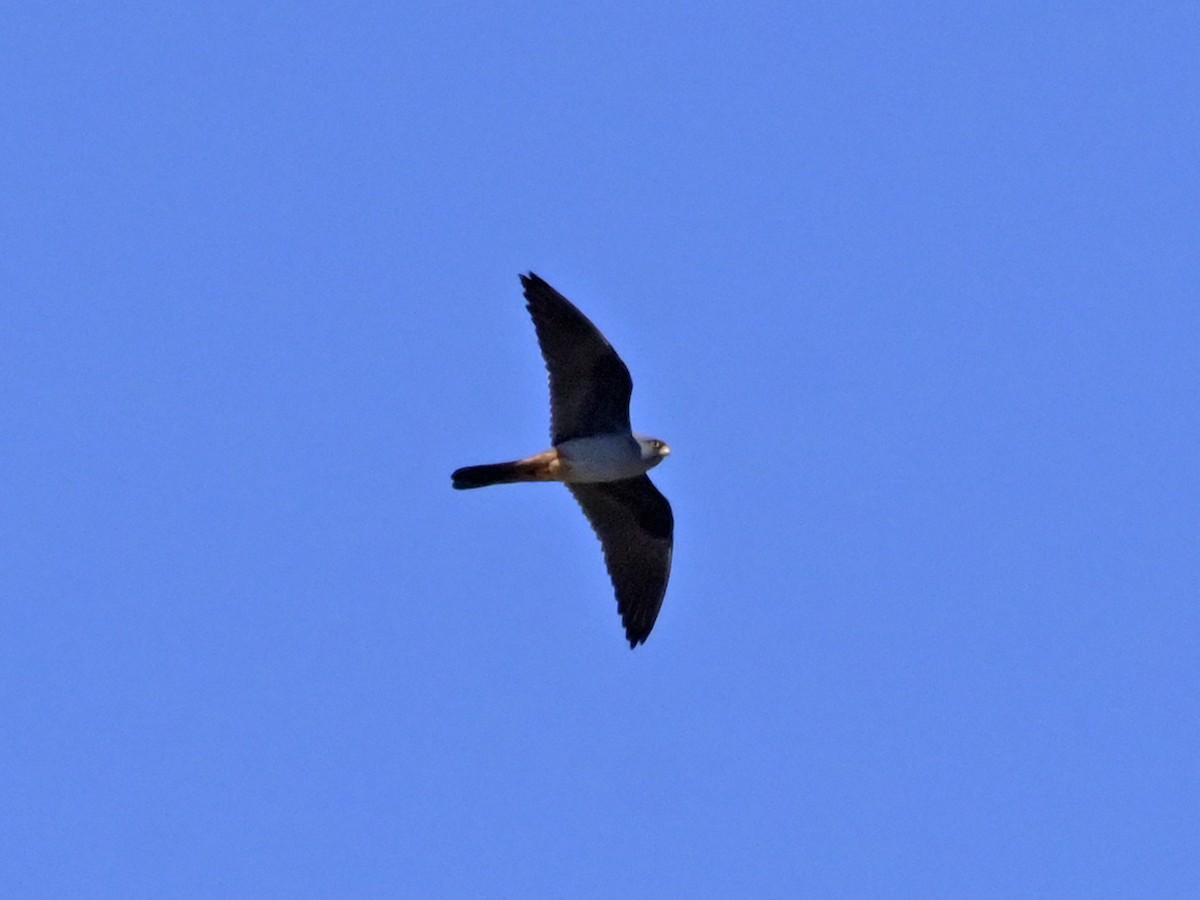 Red-footed Falcon - ML638453917