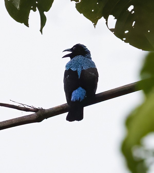 Palawan Fairy-bluebird - ML638453919