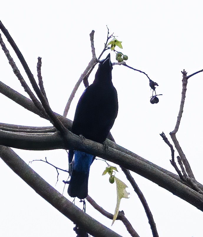Palawan Fairy-bluebird - ML638453920