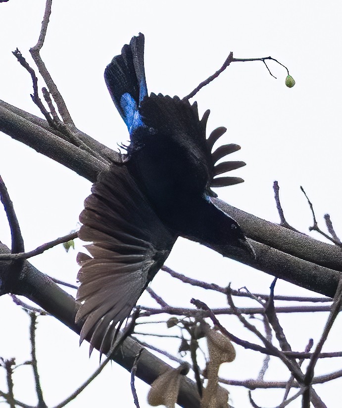 Palawan Fairy-bluebird - ML638453921
