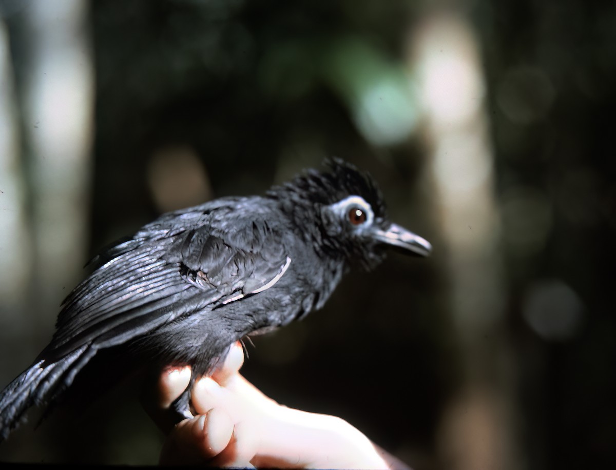 Sooty Antbird - ML638453976