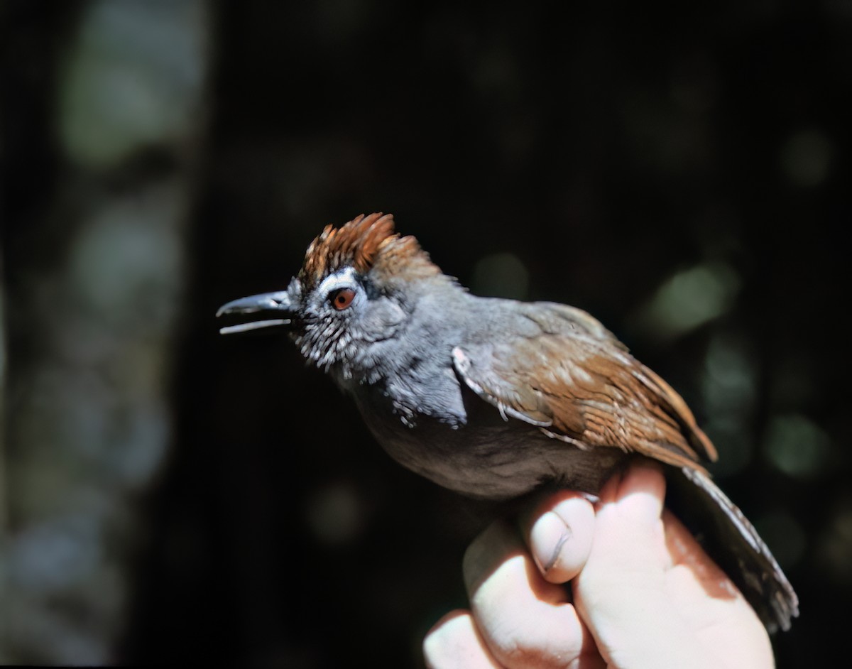 Sooty Antbird - ML638453981
