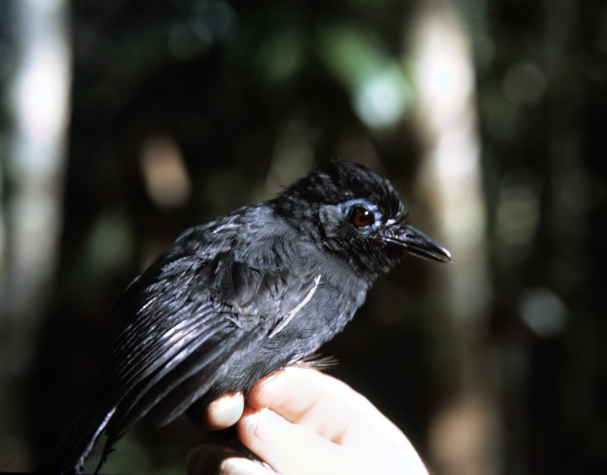 Sooty Antbird - ML638453982