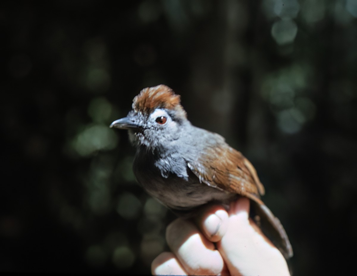 Sooty Antbird - ML638453983