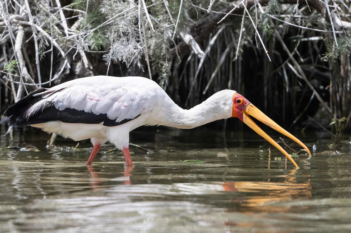 Yellow-billed Stork - ML638453990