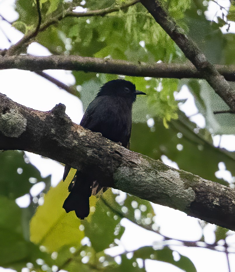 Square-tailed Drongo-Cuckoo - ML638453991